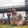 There's Now An Organic Farm At The Domino Sugar Refinery Construction Site